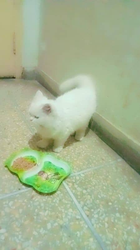 Persian cat age 6 month 1