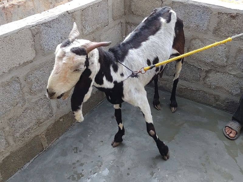 goat for sale  03237626291 0