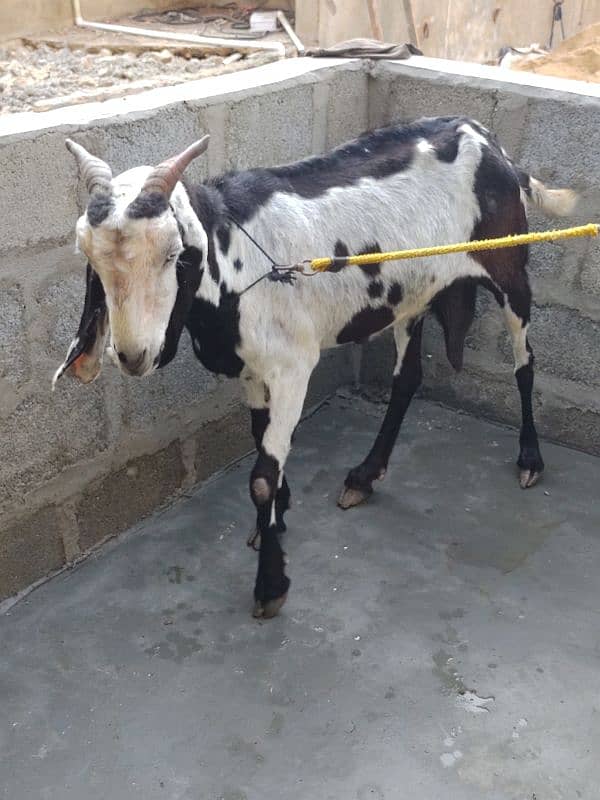 goat for sale  03237626291 1