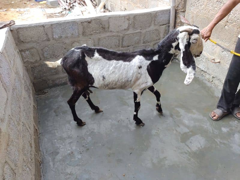 goat for sale  03237626291 2