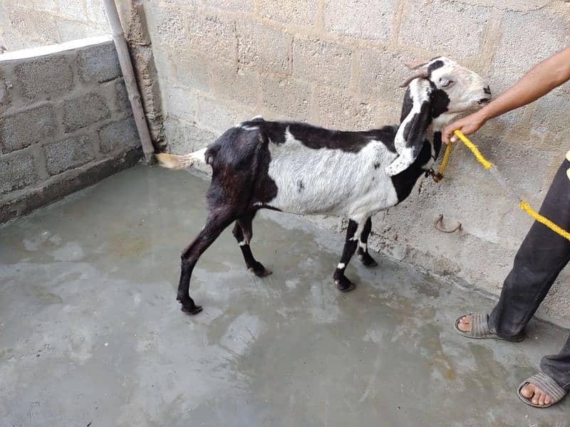 goat for sale  03237626291 3