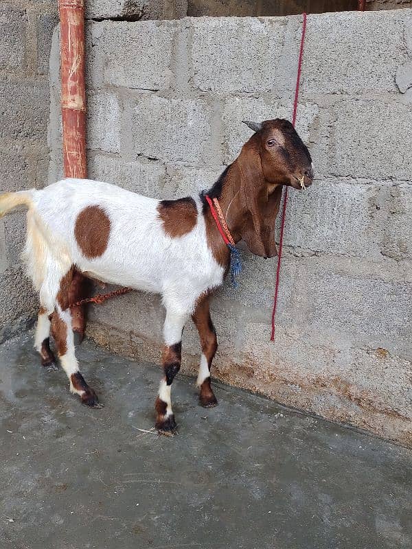 goat for sale  03237626291 4