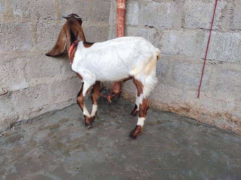 goat for sale  03237626291 5