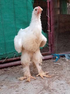 Cochin Chick for sale