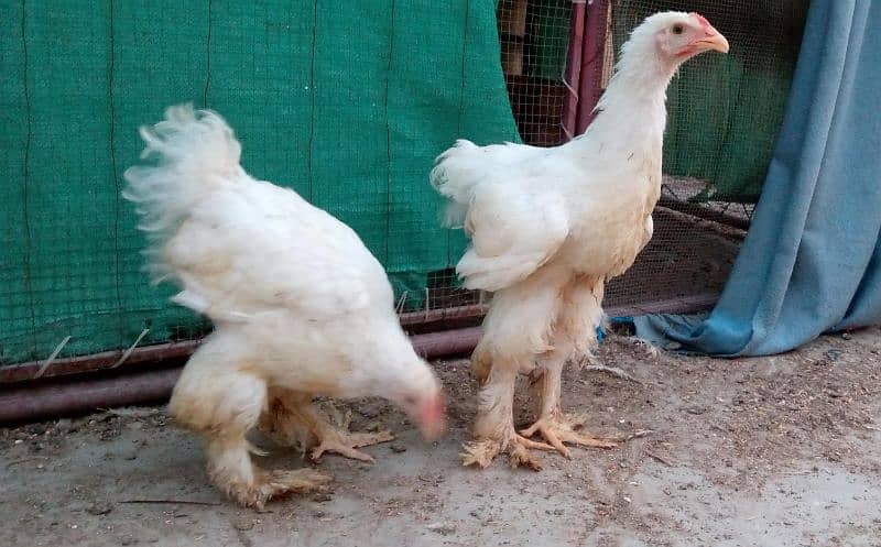 Cochin Chick for sale 1