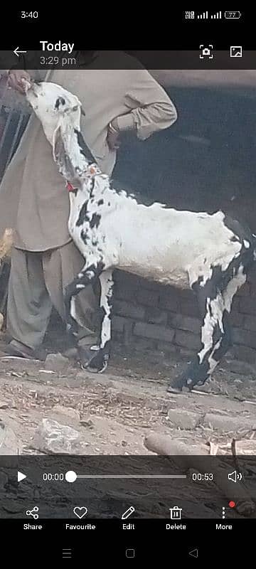 Dabi Desi gabn bakri 6