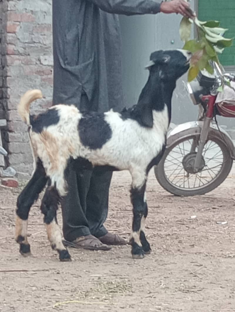 Dabi Desi gabn bakri 17