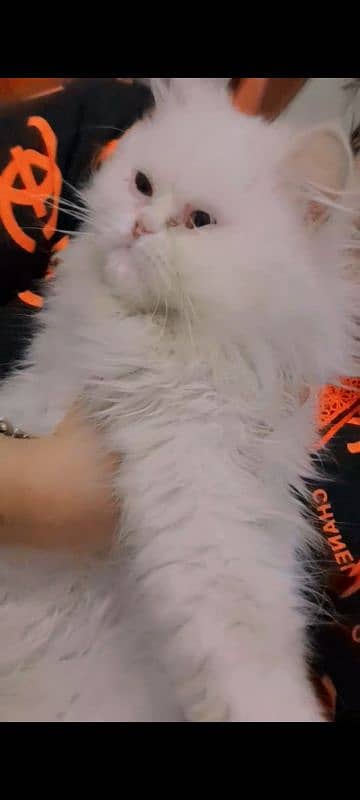 Expunch face long coated female kitten for sale 1