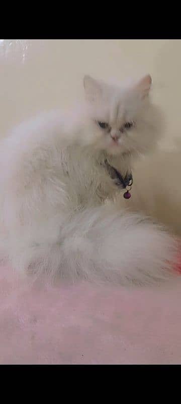 Expunch face long coated female kitten for sale 2