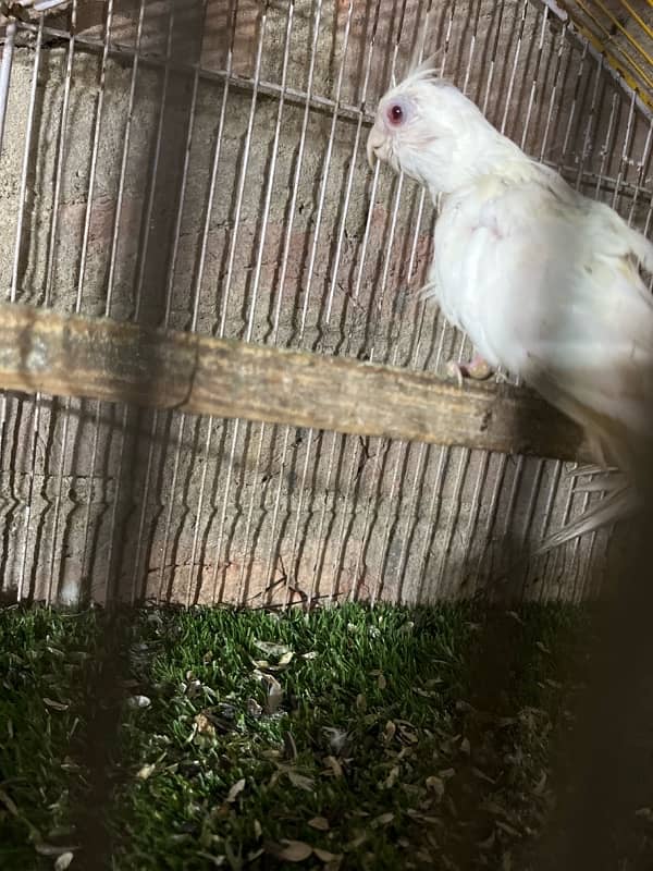 cockatiel 0