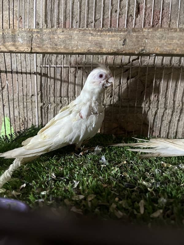 cockatiel 1