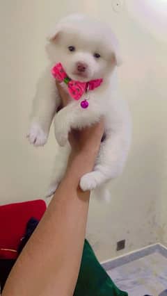 Dog puppy available 03043195600