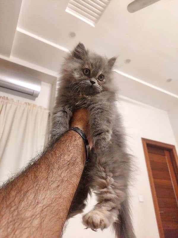 persian punch face kitten 2