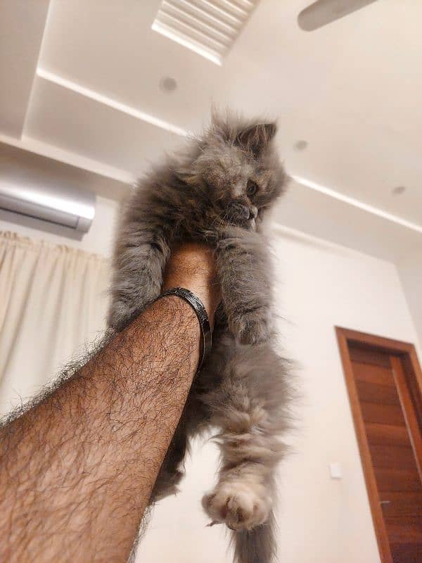 persian punch face kitten 3