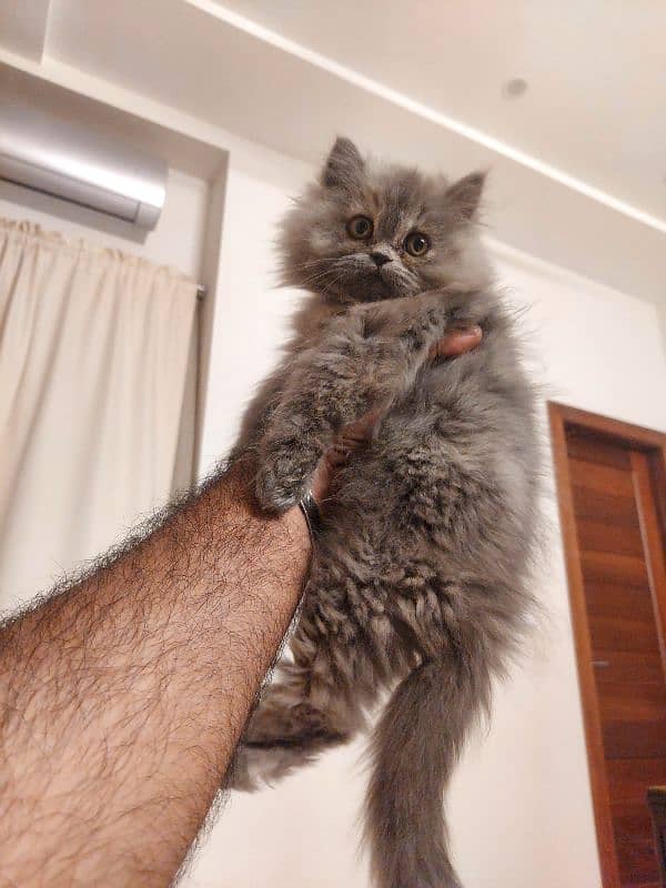 persian punch face kitten 4