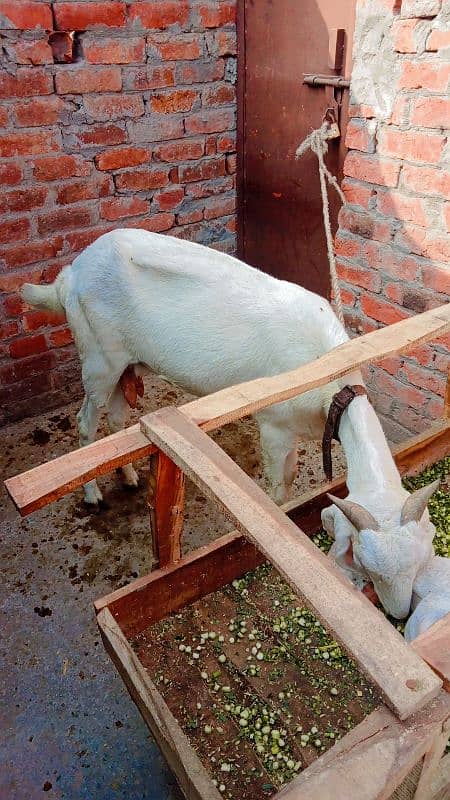 Rajanpur goat jora Maa or beti 1