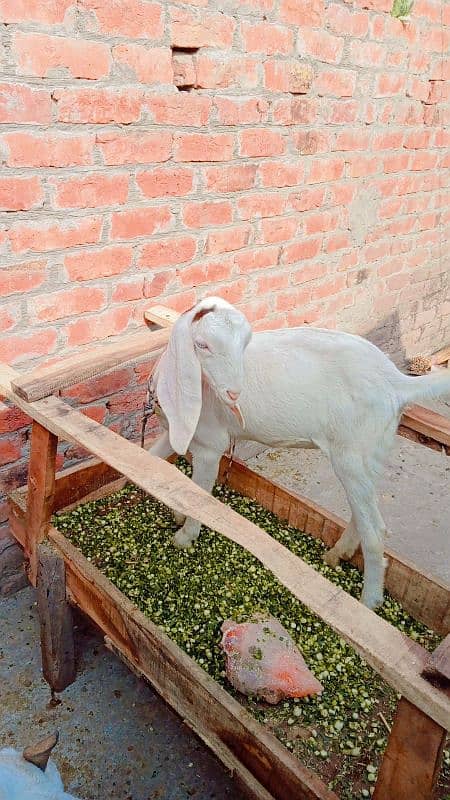 Rajanpur goat jora Maa or beti 2