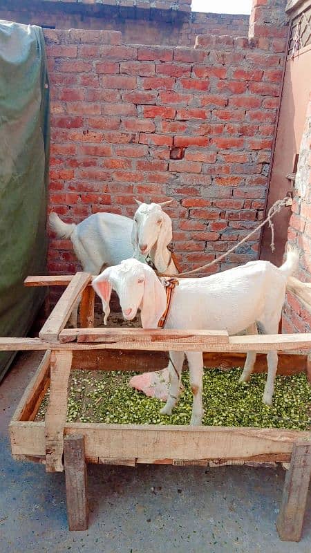 Rajanpur goat jora Maa or beti 3