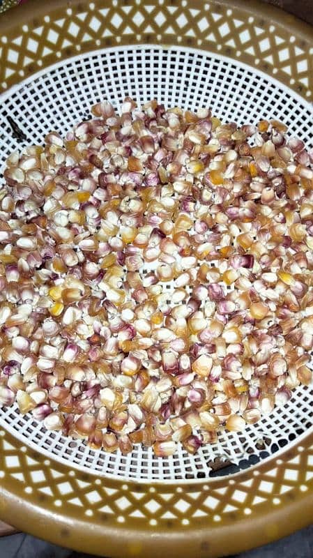 Kashmiri makai (Kashmiri corn) کشمیری مکئی 0