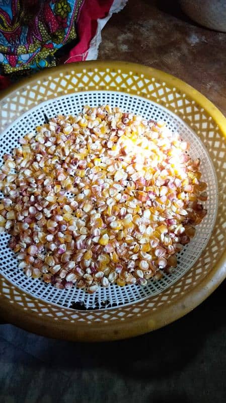 Kashmiri makai (Kashmiri corn) کشمیری مکئی 1