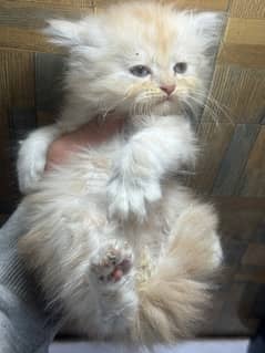 Persian Kittens | Punch Face | Triple Coated | Kittens For Sale