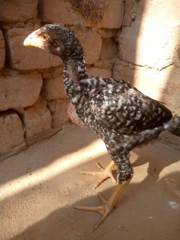 4 ASEEL CHICKS FOR SALE 1