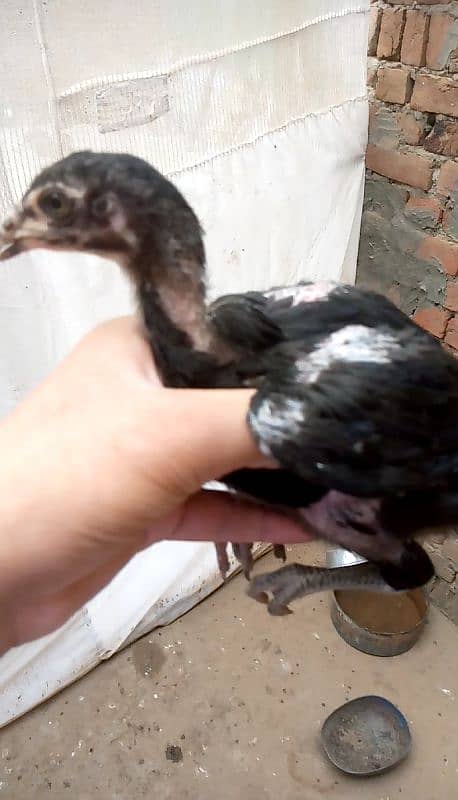 4 ASEEL CHICKS FOR SALE 3