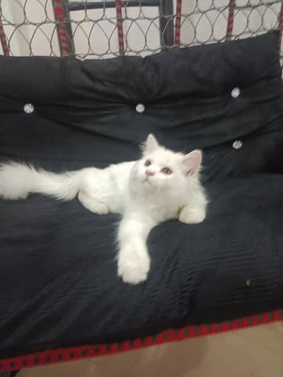 beautiful cat