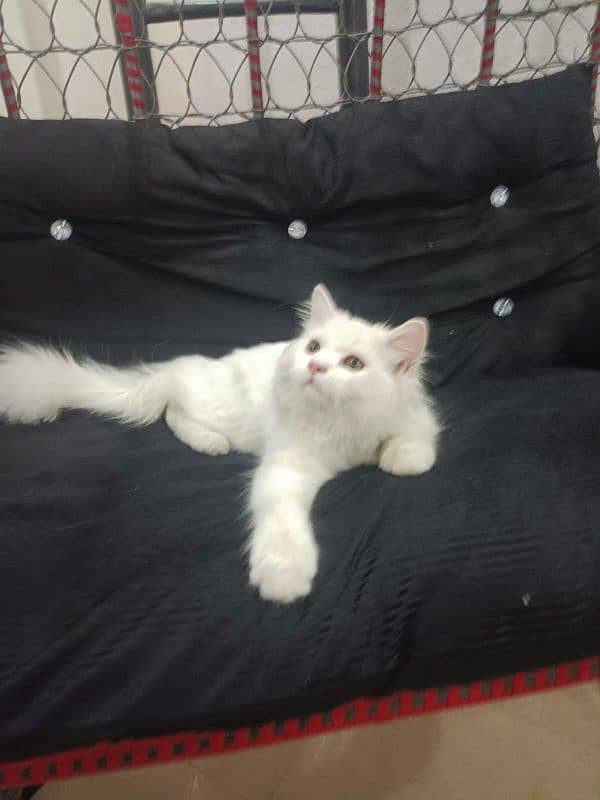beautiful cat 0