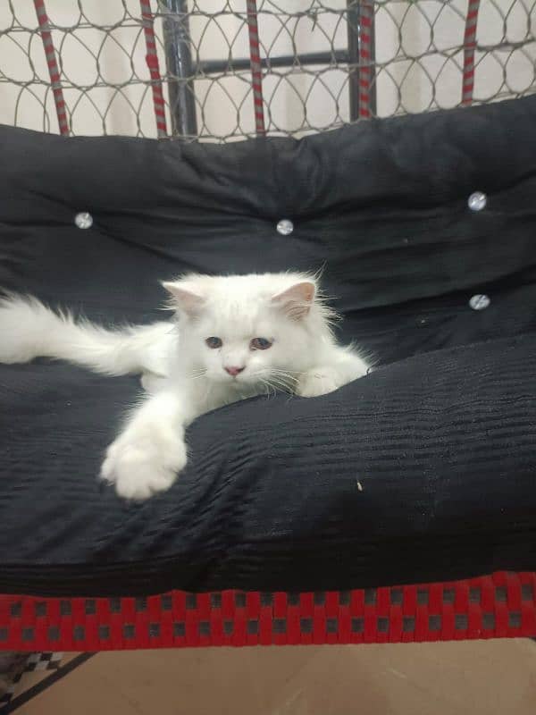 beautiful cat 1