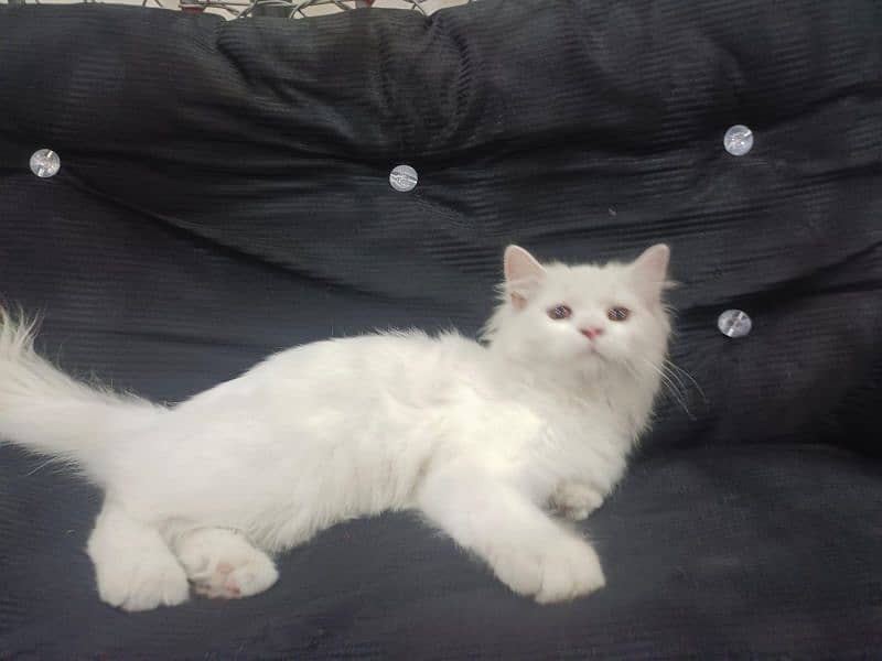 beautiful cat 2