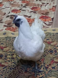 4500 ayam cemani white heavy weight 03162602529