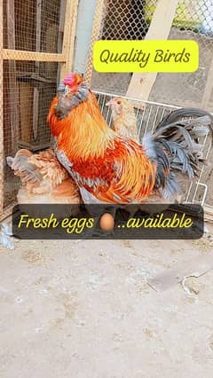 Fancy Hens Blue eggs wali  Breed ka Top Quality Chiks  available hai