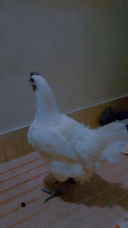 4500 ayam cemani white heavy weight 03162602529 1