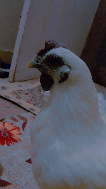 4500 ayam cemani white heavy weight 03162602529 3