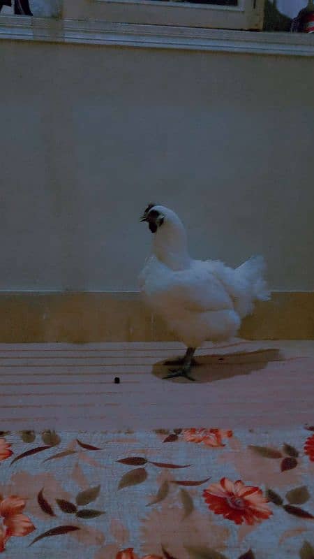 4500 ayam cemani white heavy weight 03162602529 4