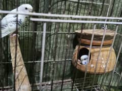 Budgie parrot pair with cage