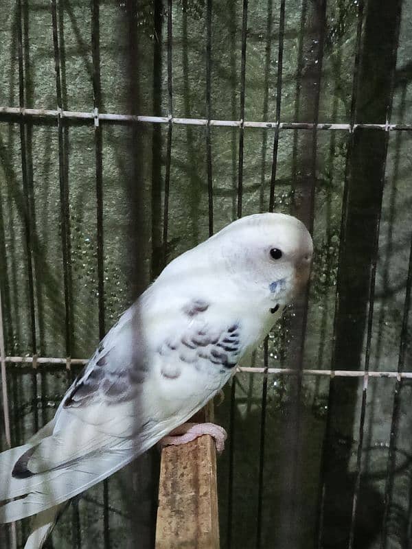 Budgie parrot pair with cage 2