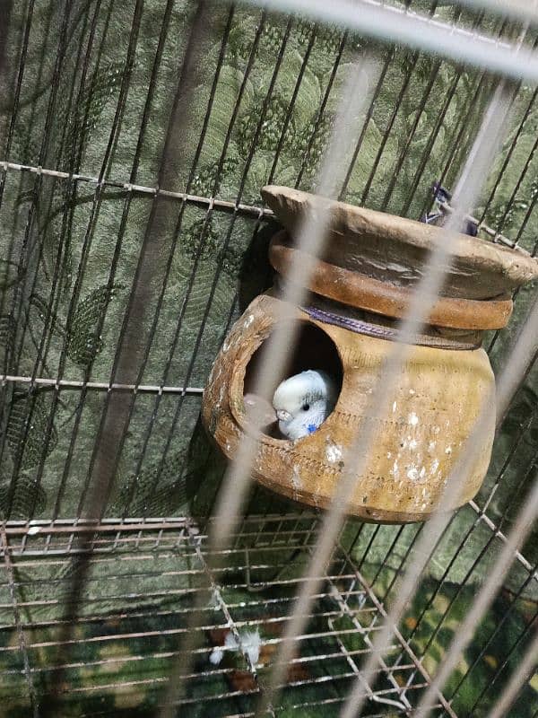 Budgie parrot pair with cage 3