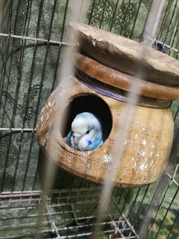 Budgie parrot pair with cage 4