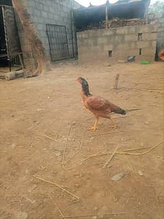 Aseel hen ready for eggs