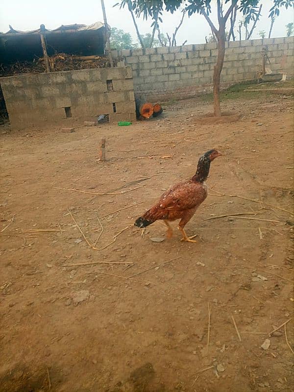 Aseel hen ready for eggs 1