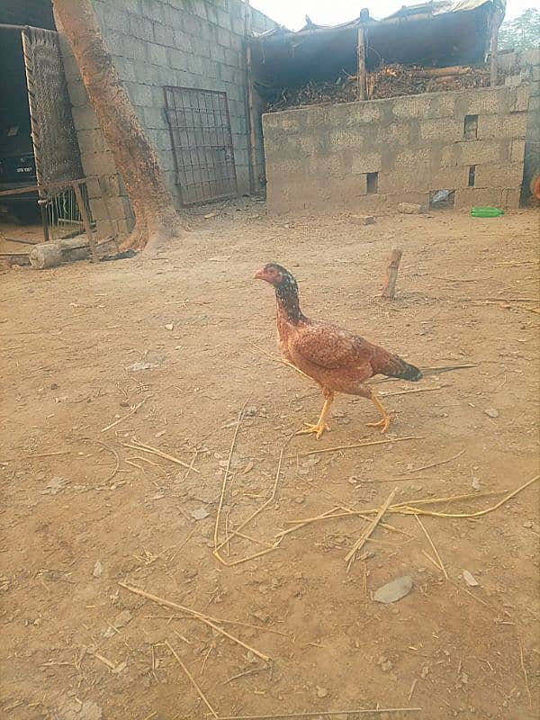 Aseel hen ready for eggs 2