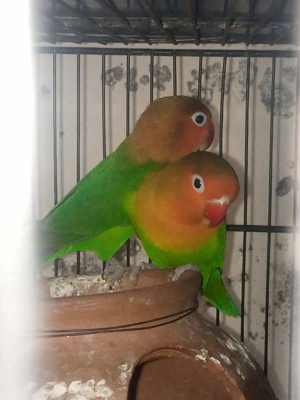 love birds all pairs ready to breed 3