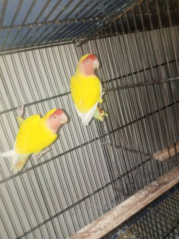 love birds all pairs ready to breed 4