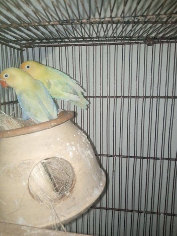 love birds all pairs ready to breed 7