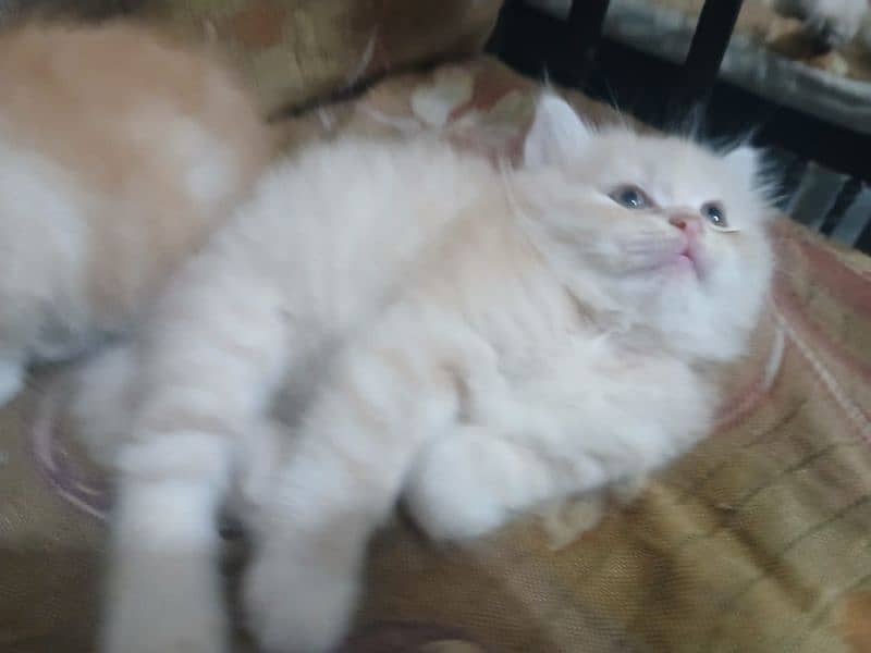 male and female both kitten for sale 2