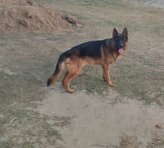 Germany shepherd (parents are pedigree)