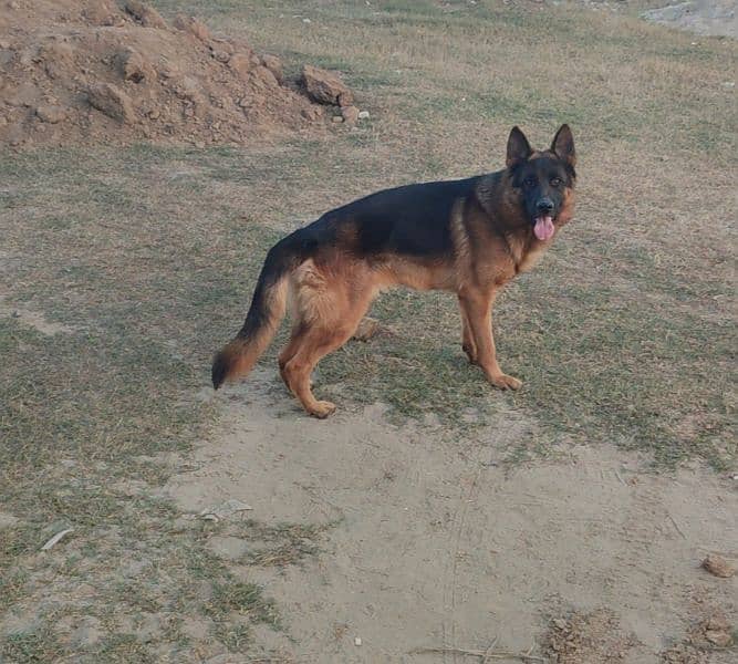 Germany shepherd (parents are pedigree) 0