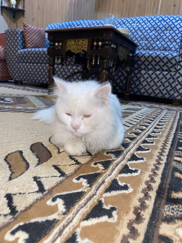 Pure Persian Male Cat Tripple Coat 03000260895 5